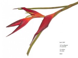 duża HELIKONIA HELICONIA super jakość 125 cm, 35 cm kwiat, czerwona