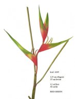 duża HELIKONIA HELICONIA super jakość 125 cm, 35 cm kwiat, czerwono-zielona