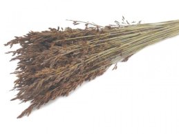 THATCH REED GRASS DREID NATURAL 150 G / PB 