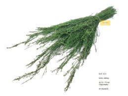 Star grass trawa suszona jasno zielona 100 gram/wiązka