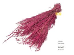 Star grass trawa suszona różowa 100 gram/wiązka