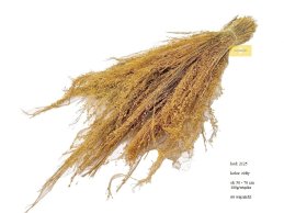 Star grass trawa suszona żółta 100 gram/wiązka