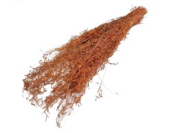 Munni grass orange color 100 gram/bdle