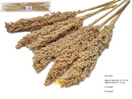Indian Corn 50 - 55 cm naturalne 6 szt/opak (20 - 35 cm kwiat)