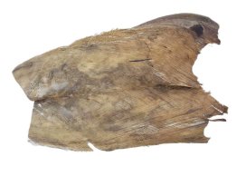 KORA PALMY 1 kg NATURALNA duże grube płaty do produkcji palm 110 cm