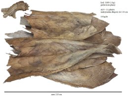 KORA PALMY 1 kg NATURALNA duże grube płaty do produkcji palmy max 110 cm długości x max 50 cm szerokości mix w 1 kg.