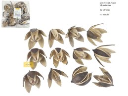 LILY 4-7 cm NATURALNA 12 SZT/OPAK 