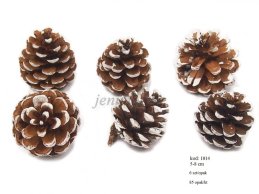 SZYSZKA SOSNY 5-8 cm NAKRAPIANA NA BIAŁY KOLOR   6 SZT/OP 