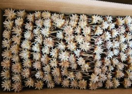  PLUMOSUM NATURALNE 5-6 cm na łodydze  20-30 cm, luzem 600 szt/kt