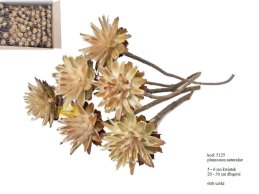  PLUMOSUM NATURALNE 5-6 cm na łodydze  20-30 cm, luzem 600 szt/kt