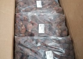 PLATYSPERMUM 4-7cm naturalne 250g/opak (ok 15-16 szt/opak)