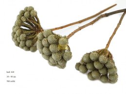 ALBIFLORA NATURAL 30-40 CM 