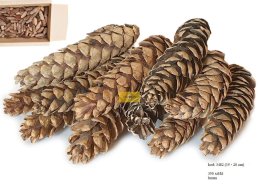 STROBUS NATURALNY LUZ LARGE 15 - 20 cm