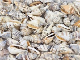 muszle SIKAD 3-5 cm 100g/opak (ok 20-25 szt)