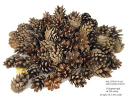 SZYSZKA SOSNY MINI 3-4 cm LUZEM 1 KG około 220 sztuk 