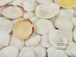 MUSZLE białe HARD CLAM 100g ( 7-12 SZT )