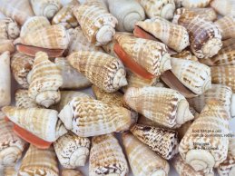 MUSZLE natiralne MUSZELKI morskie REDLIPS 100g (ok 8-10 szt/opak)