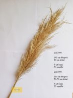 Pampas Trawa Naturalna  (Cortadria SP) razem 145 cm długości / 80 cm kwiat.