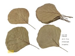 COBRA LEAVES 12-15 cm NATURALNE 24 szt/opak