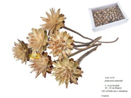 PLUMOSUM naturalne 5-6 cm kwiatek na łodydze, 20-30 cm długość (100 szt/białe pudełko z okienkiem)