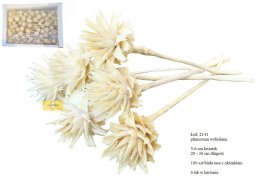 PLUMOSUM BIELONE 5-6 cm kwiatek, BIAŁE na łodydze 20-30 cm (100 sztuk w białym pudełku z okienkiem)
