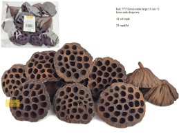 Lotos +10 Cm Rudo Brązowy  12 szt/opak