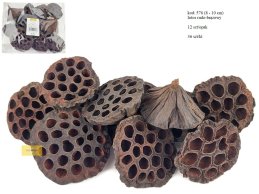 Lotos 8-10 cm Rudo Brązowy 12 szt/opak