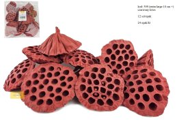 LOTOS + 10 cm  EX LARGE  CZERWONY 12 szt/opak