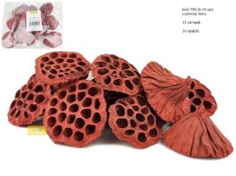 LOTOS 8-10 cm LARGE  CZERWONY 12 szt/opak
