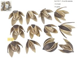 LILY 7-10 cm NATURALNA 12 SZT/OPAK