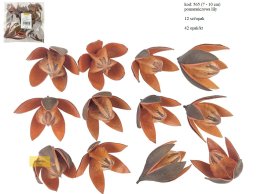 LILY 7-10  cm POMARAŃCZOWA 12 SZT/OPAK