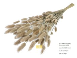 Dmuszek Naturalny Lagurus Ovatus 60 cm długości 50 gram / wiązka