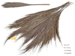 BROOM GRASS TRAWA NATURALNA SUSZONA  90-110 cm, 12 szt w opakowaniu