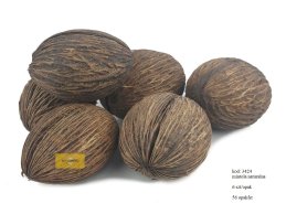 MINTOLA BALL NATURALNA 8-10 cm, 6 szt/opak